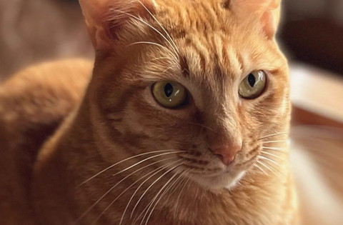 キリッとした成猫斜め横顔