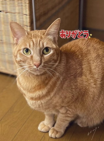 ありがとうテロップ