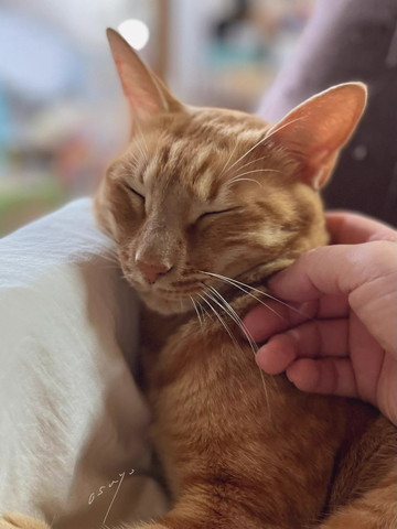 なでられてる猫