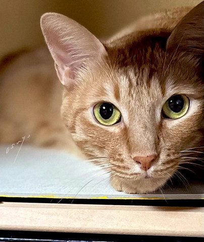 ねこ正面アップ