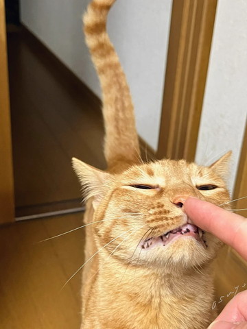 指の匂いかいでる猫
