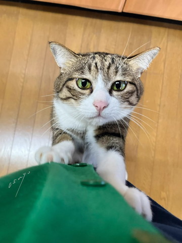 飼い主の体に前足添える猫