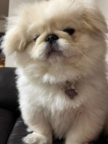 むすっとしてるワンコ