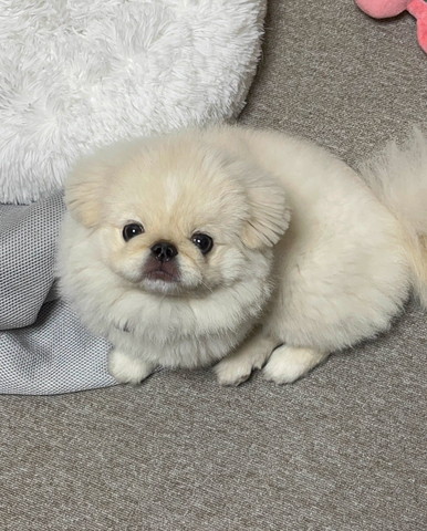 くりくりおめめで見上げるワンコ