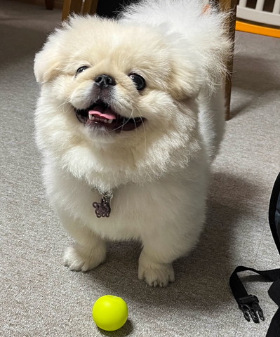 ボールとワンコ