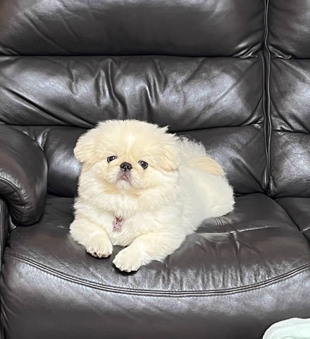 ソファにワンコ