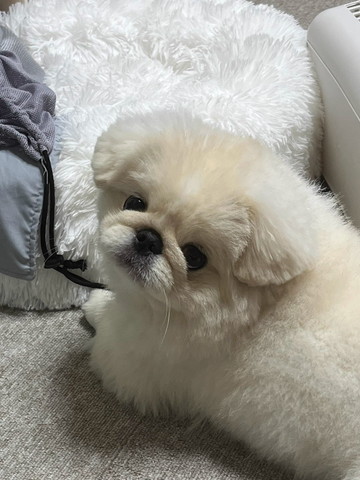 振り向くワンコ