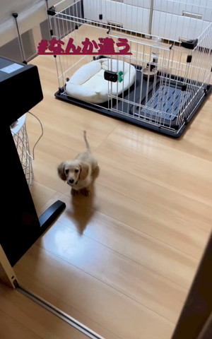 お座りしてるワンコ