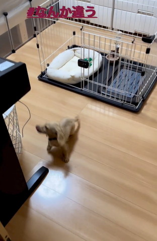 後ろに振り返ろうとするワンコ