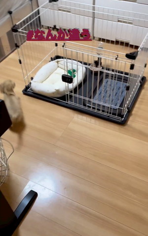 ハウスの左前通るワンコ