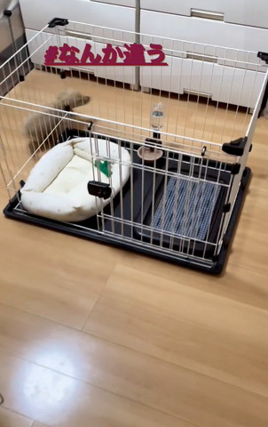 ハウスの左後ろ通るワンコ