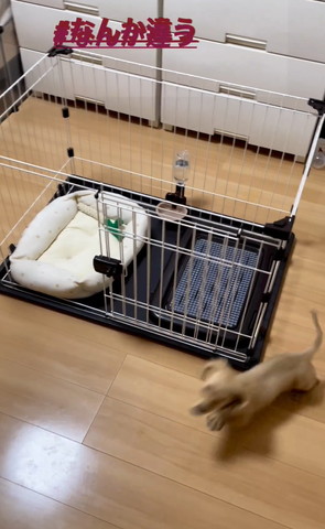 ケージの右前走るワンコ