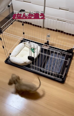 ケージの前を走るワンコ