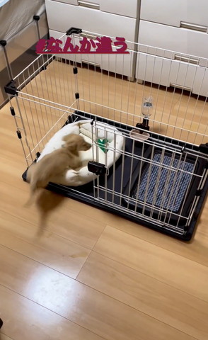 ケージに飛び込んでいくワンコ