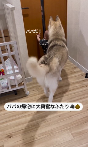 パパだテロップ