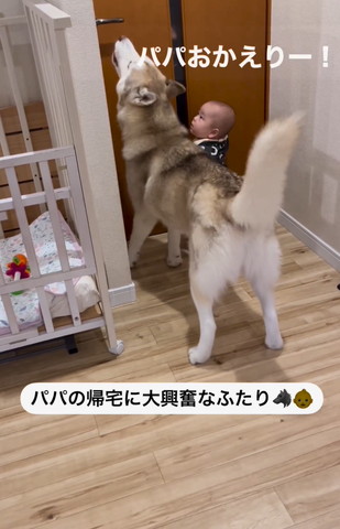 ハウスの左前通るワンコ