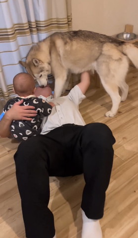 パパの顏なめるワンコ