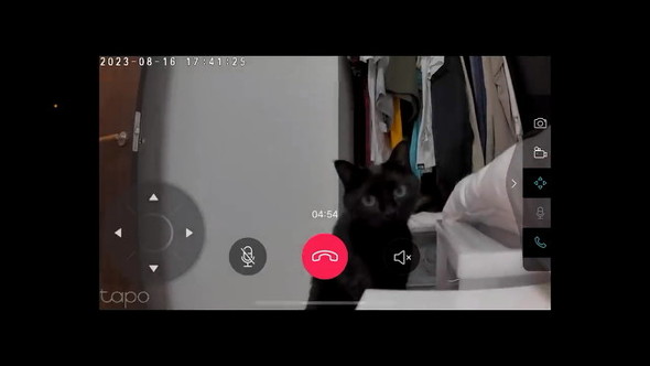 留守番カメラ猫