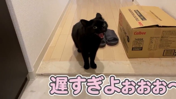 出迎え猫