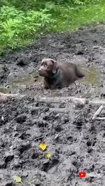 泥遊びを満喫するワンコ