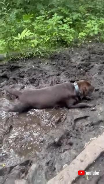 泥遊びを満喫するワンコ