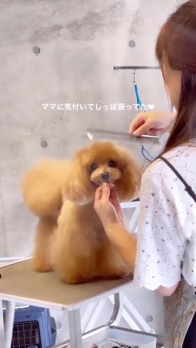 ワンコのニコニコトリミング