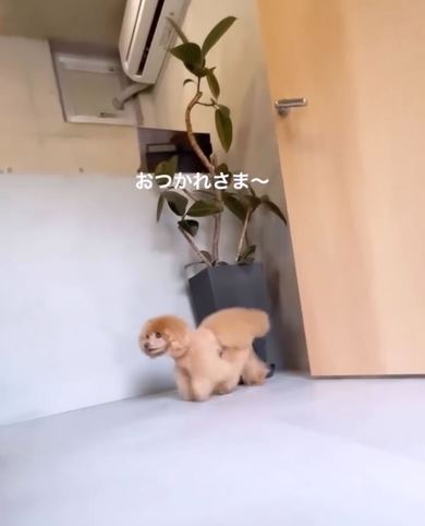 ワンコのニコニコトリミング