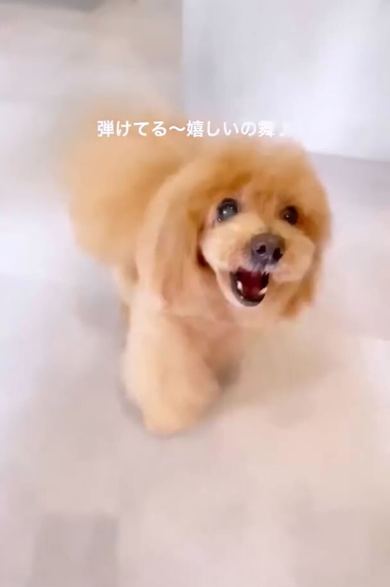 ワンコのニコニコトリミング