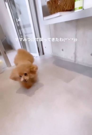 ワンコのニコニコトリミング