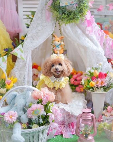 ワンコのニコニコトリミング