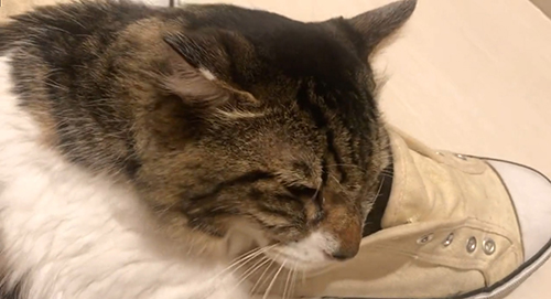 うっとり顔ヤマダくん