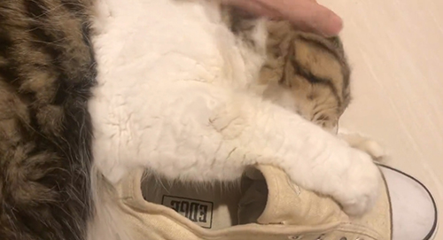 靴を抱きしめなでられる