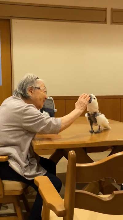 元飼い主と再会するタイハクオウム