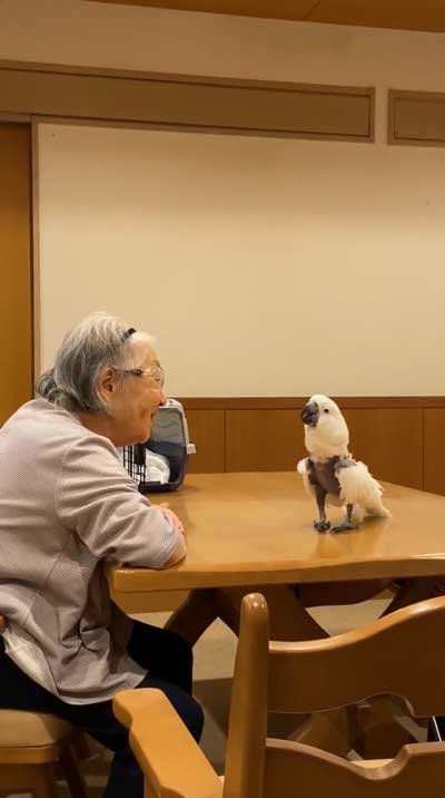 元飼い主と再会するタイハクオウム