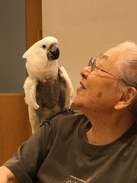 元飼い主と再会するタイハクオウム