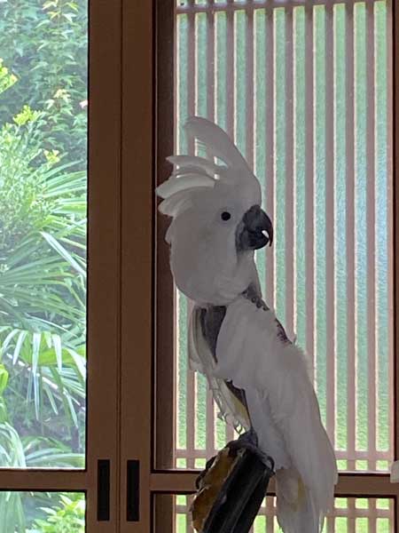 元飼い主と再会するタイハクオウム