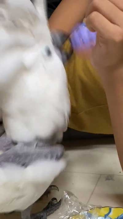 元飼い主と再会するタイハクオウム