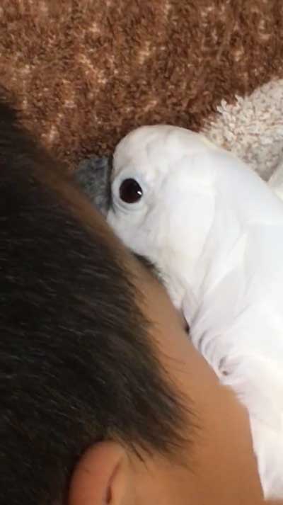 元飼い主と再会するタイハクオウム