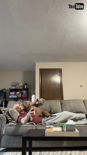 最高のテレビ鑑賞スタイルをくれる犬