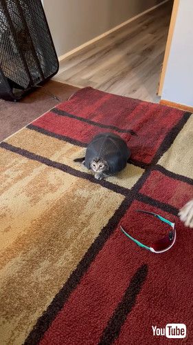 キャップに入る猫がカメみたい