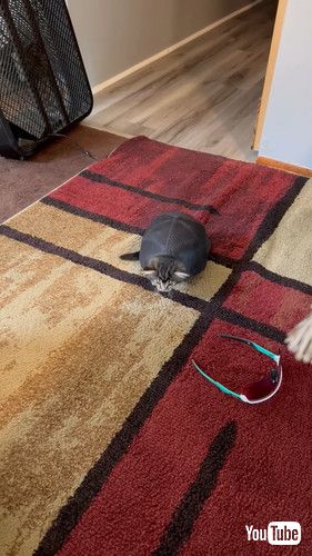 キャップに入る猫がカメみたい