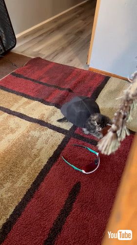 キャップに入る猫がカメみたい