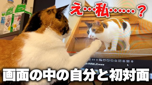 画面を見る猫
