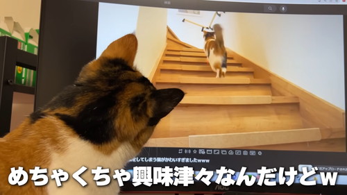 興味津々な猫