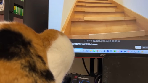 追う猫