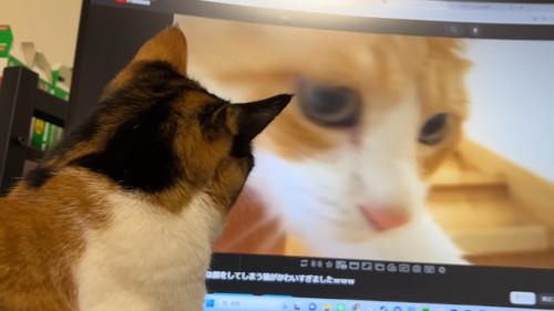 くぎ付けの猫