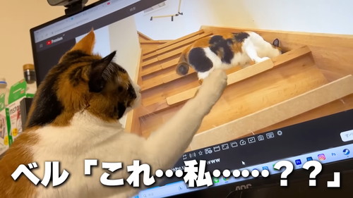 困惑する猫