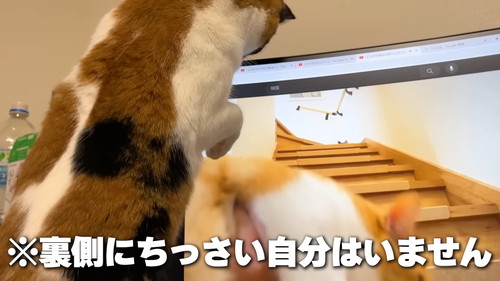 チェックする猫