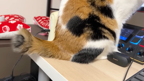 しっぽをふる猫