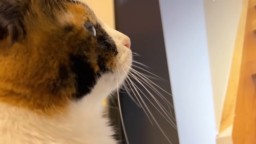 真剣な猫